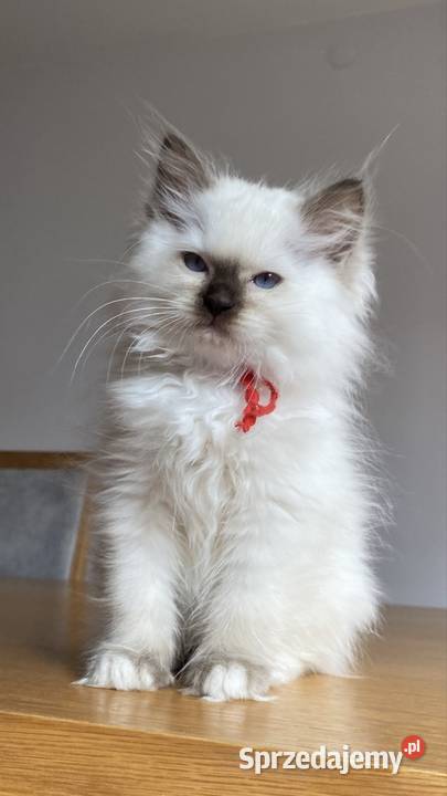 Kotka hodowlana FPL ragdoll Katowice