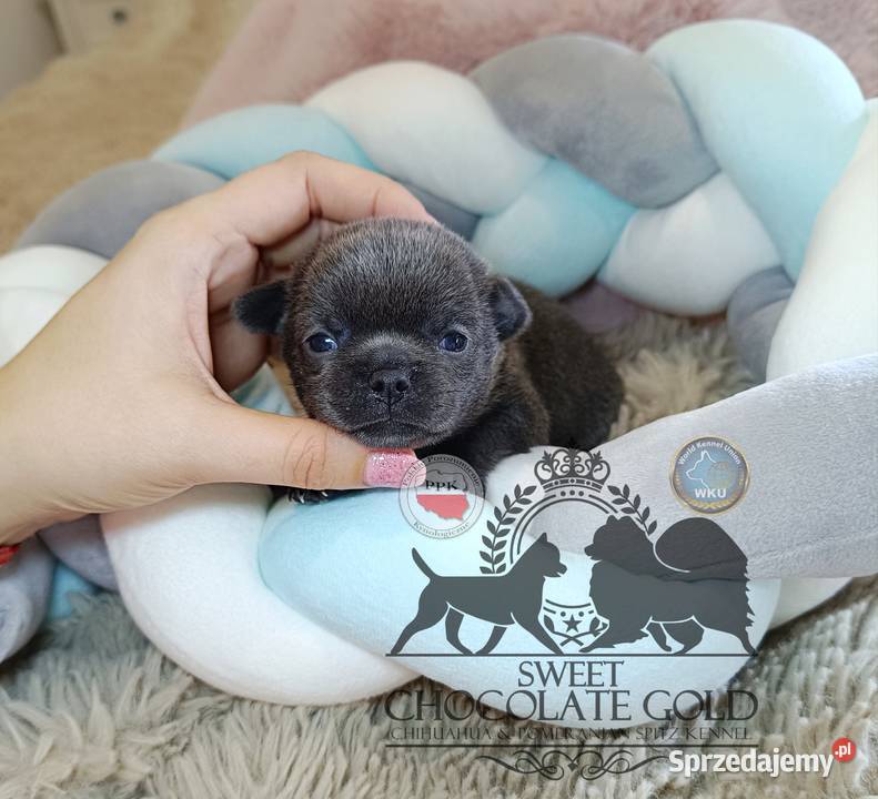 Chihuahua piesek blue niebieski krótkowłosy mazowieckie