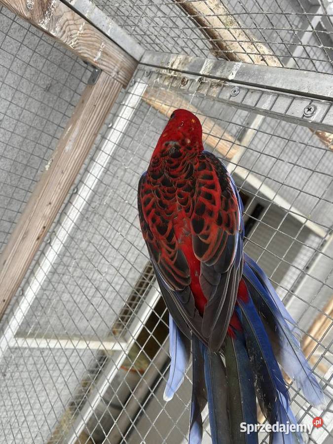 Rozelle królewskie Sośnicowice