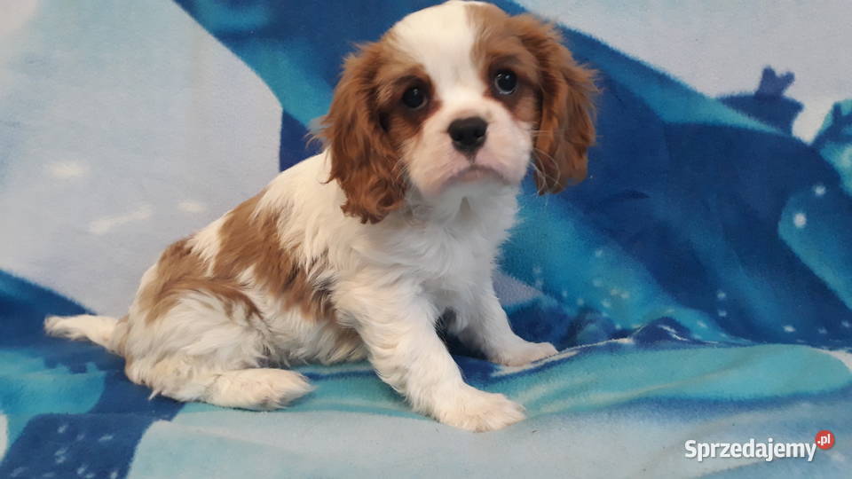 cavalier king charles spaniel samiec tricolor