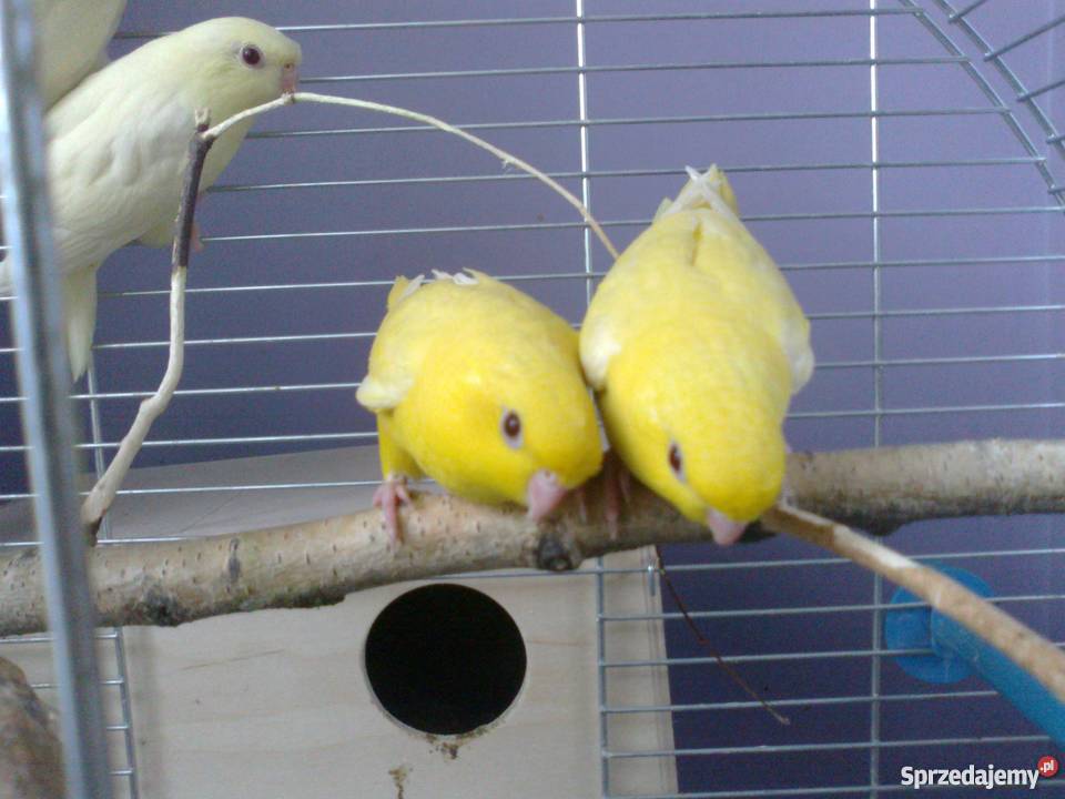 stokówka prążkowana katarzynka Zwierzęta wielkopolskie