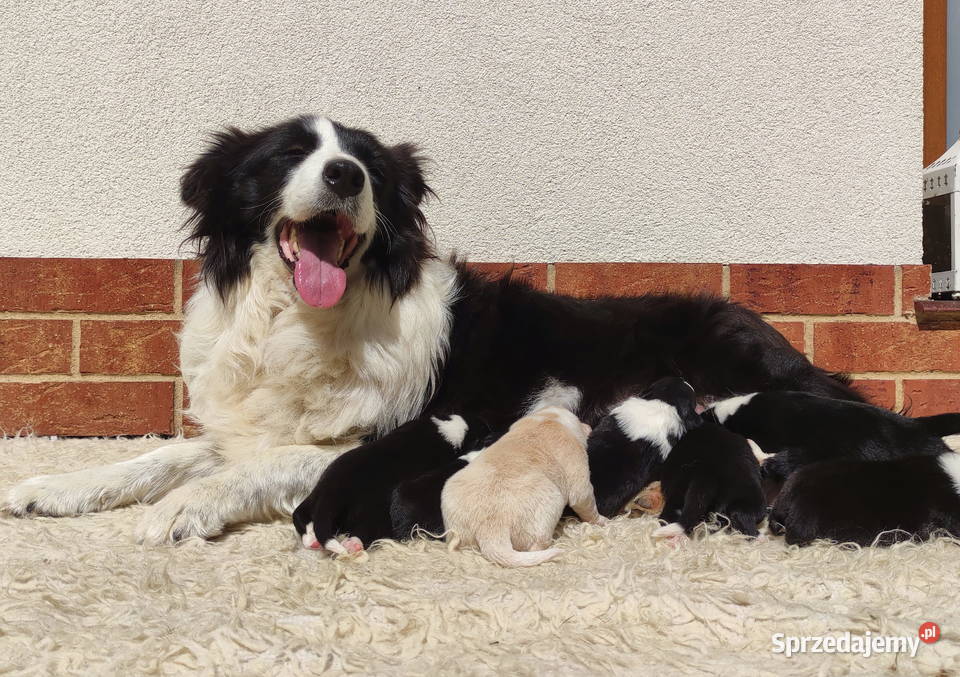 Prześliczna Suczka BORDER COLLIE pełna dok super Iwonicz