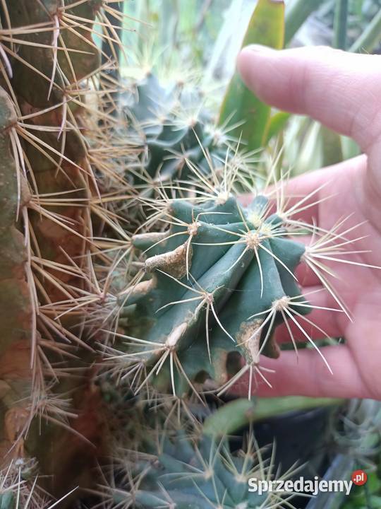 Kaktus ferocactus glaucescens Zielona Góra sprzedam