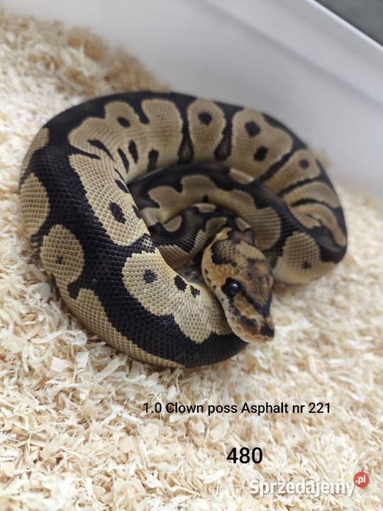 Pyton królewski samiec 221 wielkopolskie Boruja Kościelna