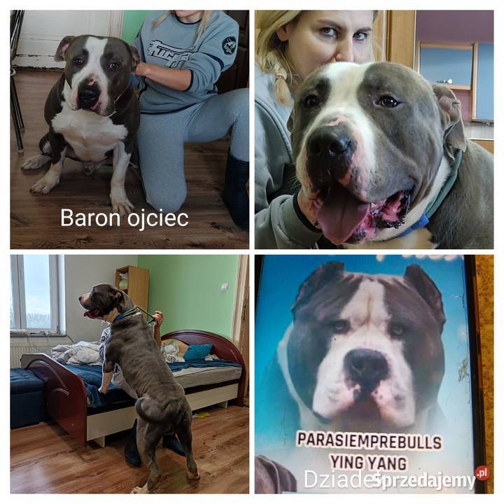 Szczeniaki american Bully xl błękitne Pasłęk