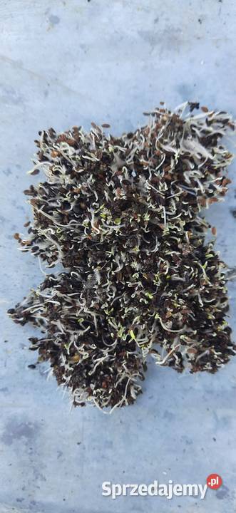 Facelia błękitna nasiona 8 zbiór 2024 sprzedam