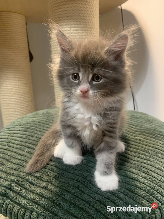 Maine Coon Srebny z białym klasycznie pręgowany