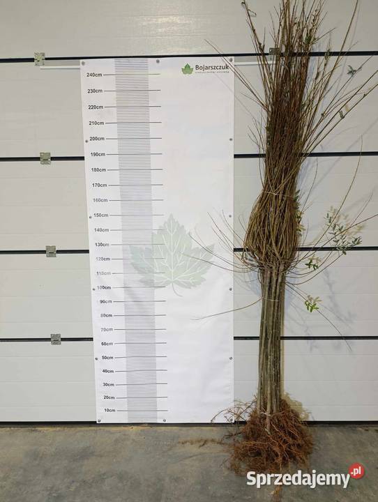 Sadzonki wierzby szczepionej na pniu IWA HAKURO