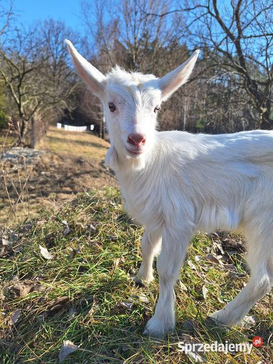 kozy, młode kózki , koźlaki