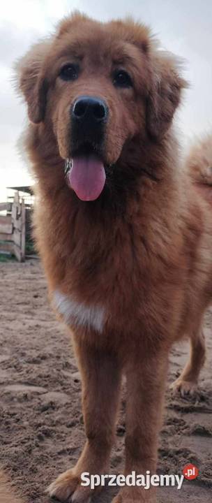 Mastif tybetański suczka Poznań