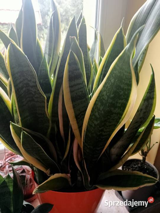 Duża sansevieria