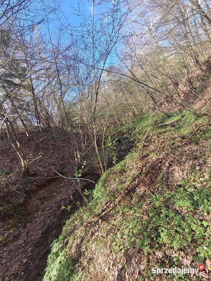 Lipnica Dolna urokliwy młody las