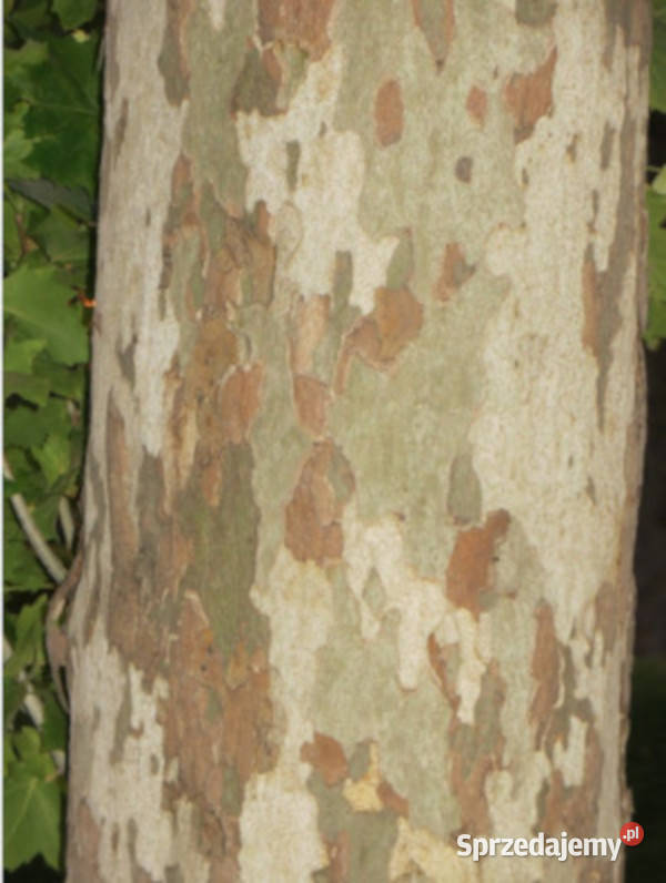 PLATAN KLONOLISTNY sadzonki 50 w doniczkach kujawsko-pomorskie Ustronie