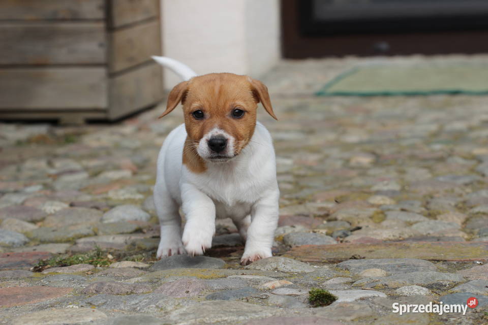 Piesek Jack Russell Terrier małopolskie Delastowice