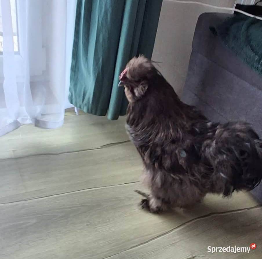 Kogut silki czekoladowy Nowy Sącz