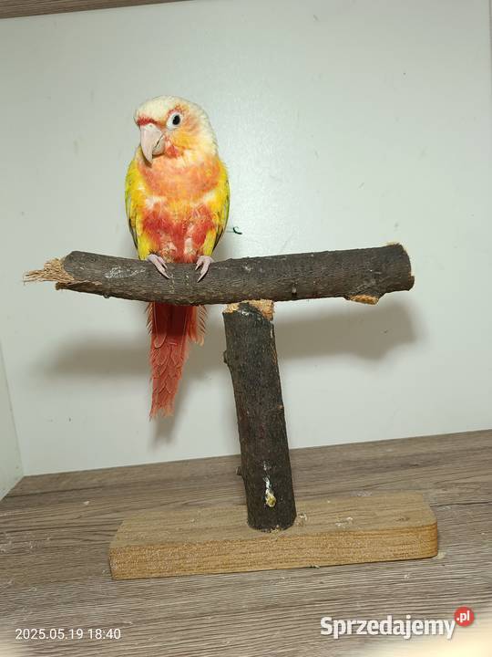 Sprzedam Rudosterki Rybnik sprzedam