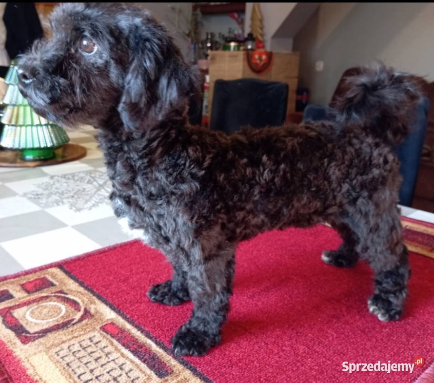 Rezerwacja Hebe Sunia rasy Rosyjska Bolonka