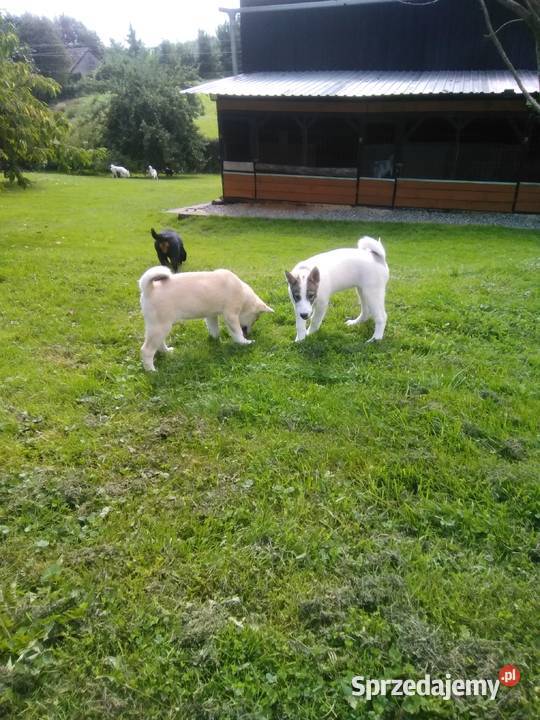 Łajka Zachodniosyberyjska Kłodzko