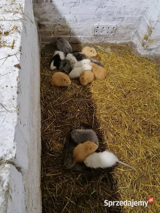 Sprzedam nutrie Gryzonie Dębe Wielkie sprzedam