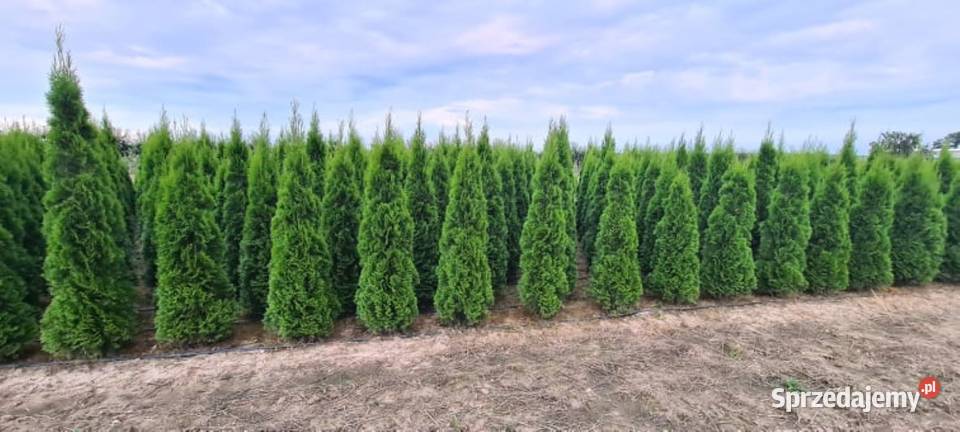Tuja SzmaragdThuja Smaragd 180200 SUPER JAKOŚĆ Warszawa