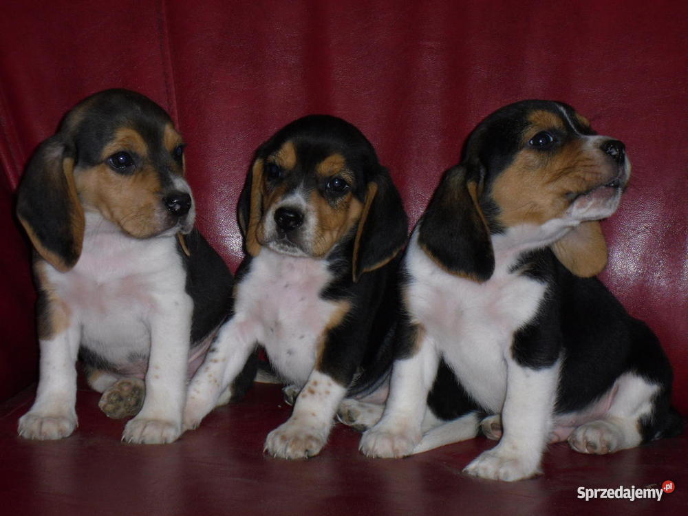 Beagle szczeniaki wielkopolska Psy sprzedam