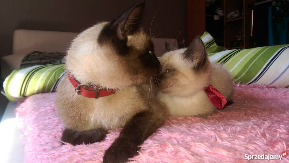 Kot Syjamski Tajski Kocurek Koty Proszowice