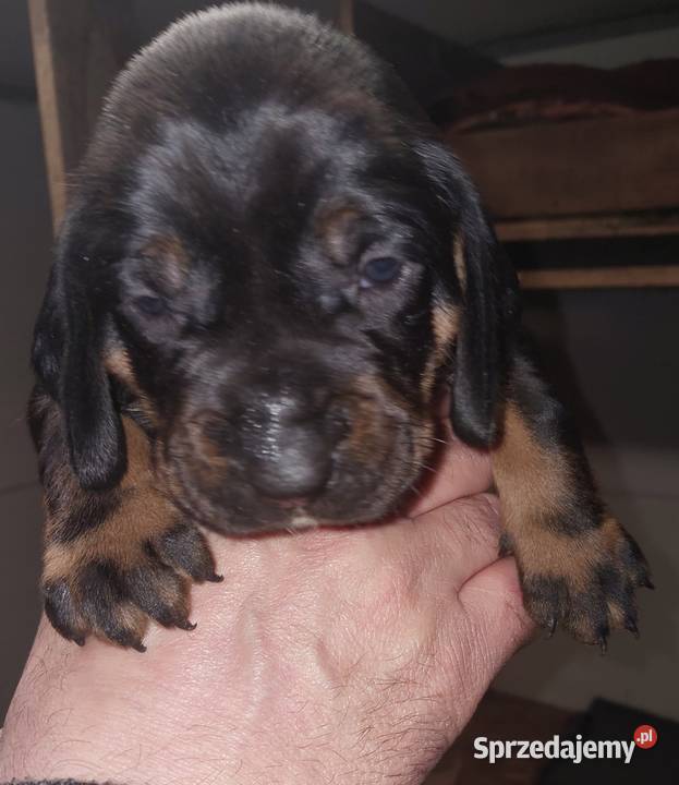 Gończy polski szczeniaczki Kościan