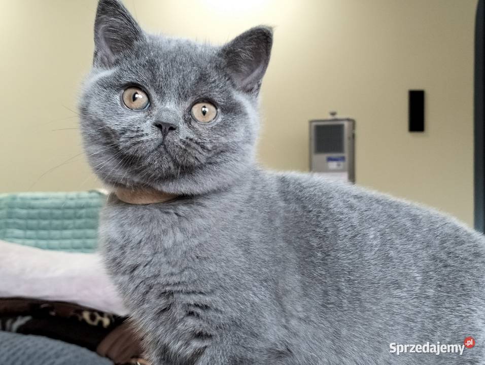 Piękny kocurek Yuki Rodowód Międzynarodowy