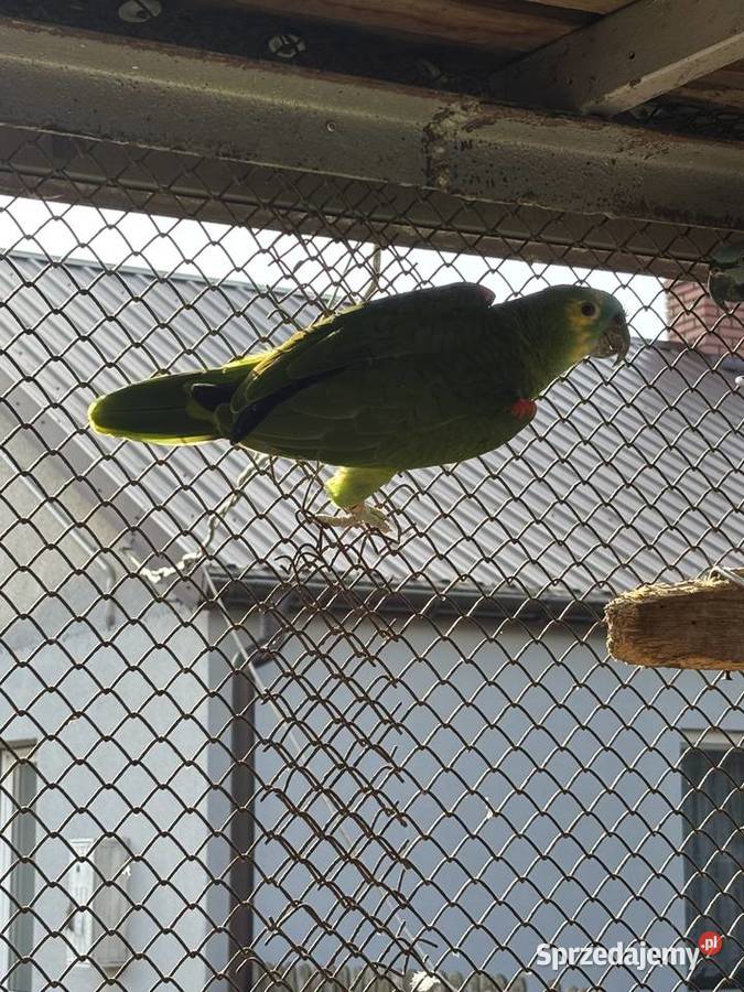 Samiec papugi Ośnica sprzedam
