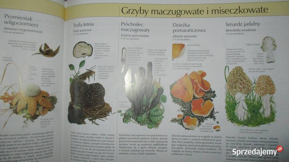 Nasza przyroda rośliny i zwierzęta Europy Łódź