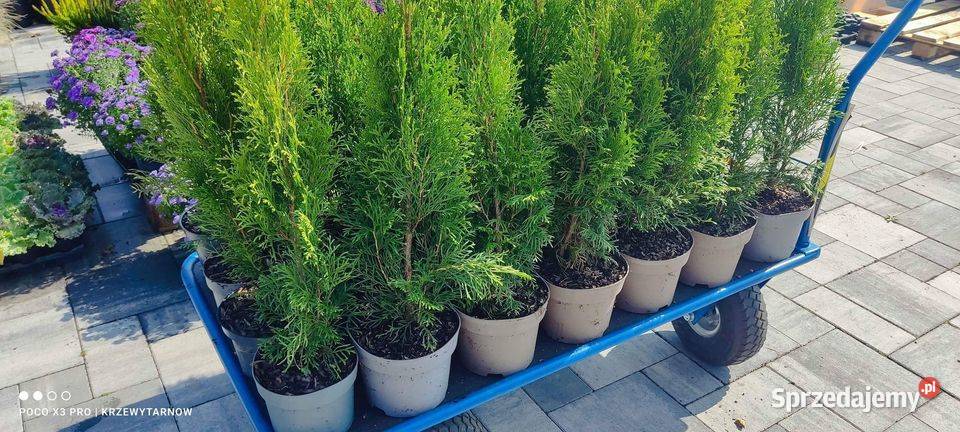Tuja szmaragd 60 70 10 Tarnów