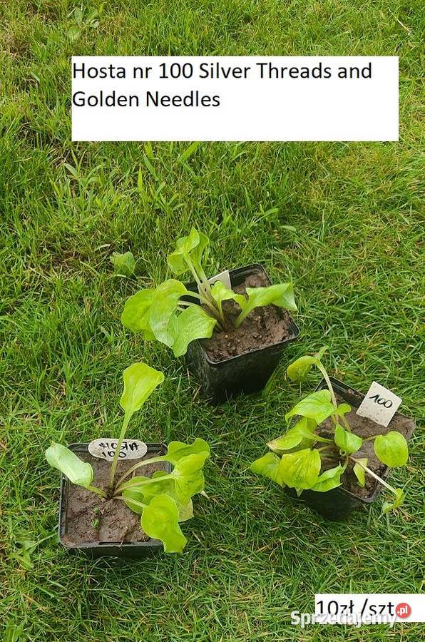 Hosta zielona i inne 10 Rabatowe Opole
