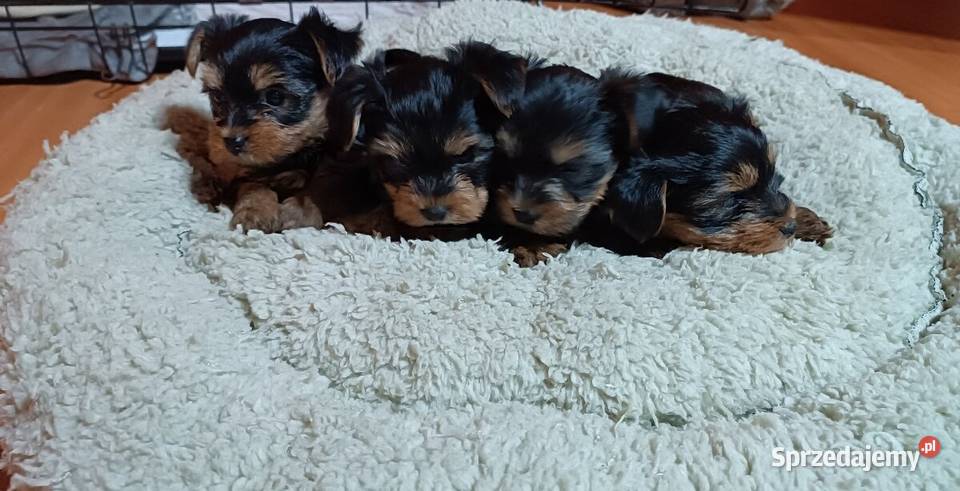 Yorkishe terrier suczki Żory