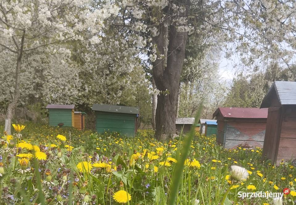 Miód Zamość i Roztocze Pasieka GardenQueen Pszczelarstwo
