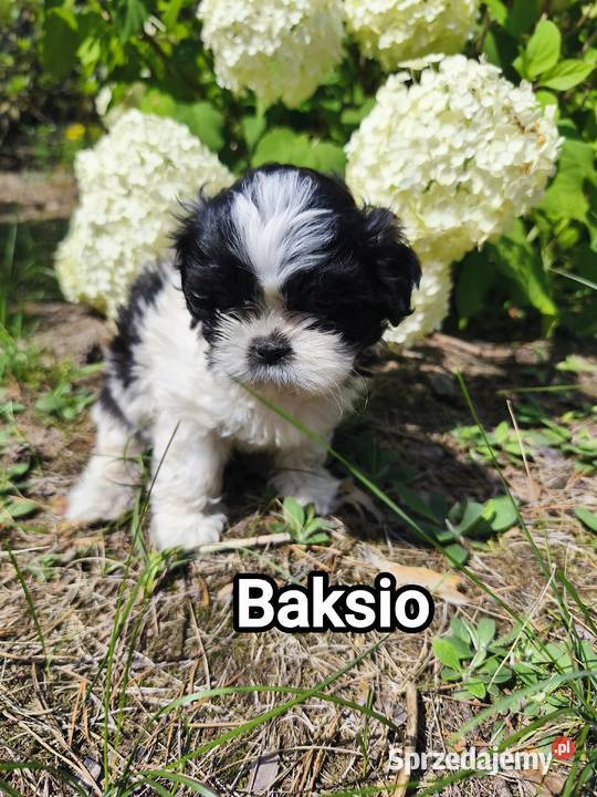 Szczenięta shih tzu Radzymin sprzedam