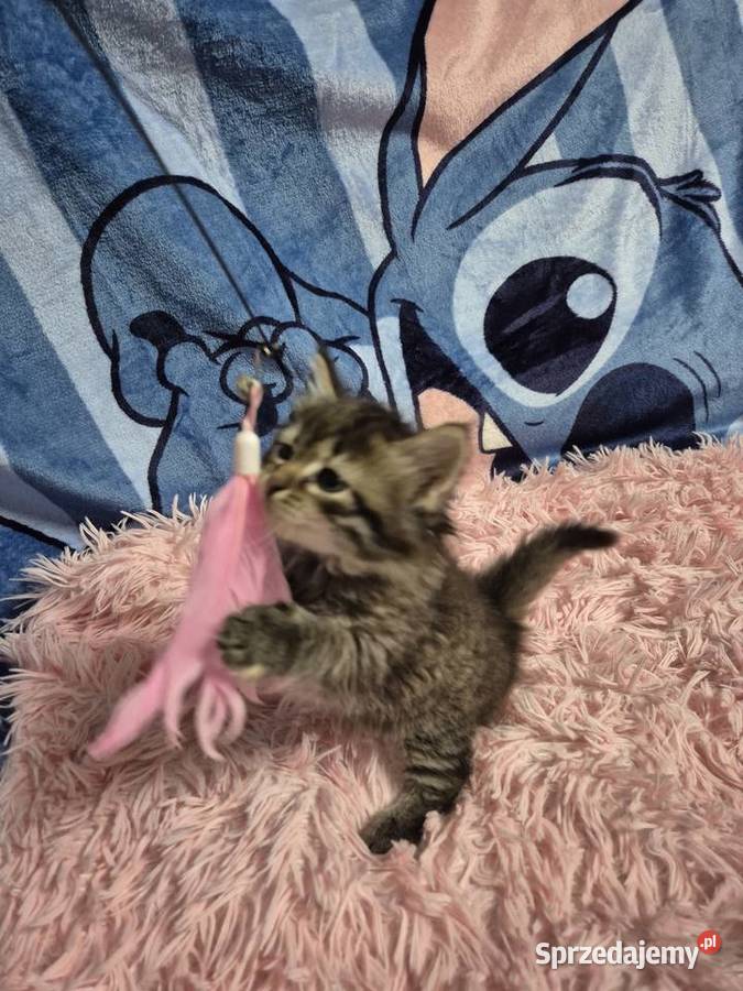 Syberyjska KOTKA ŁUCJIA rodowód FPL Stary Broniszew