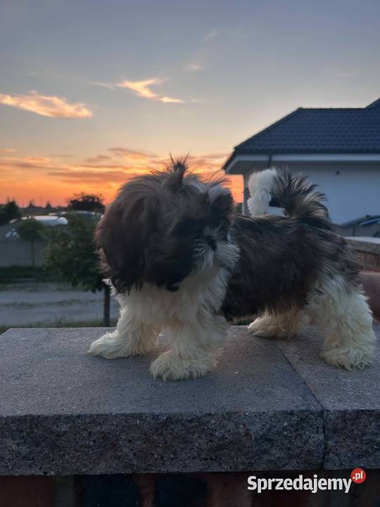 SHIH TZU szczeniaczki wielkopolskie Leszno sprzedam