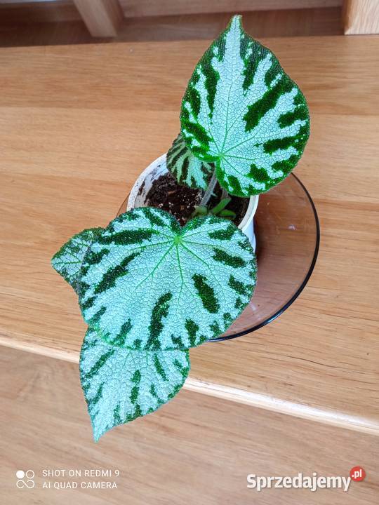 Begonia Silver Jewel begonia zebra Białystok