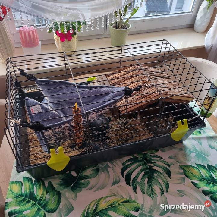 ŚWINKA MORSKA plus zestaw Przemyśl