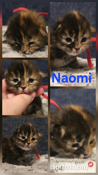 Maine coon do rezerwacji odbior lipiec Szczecin