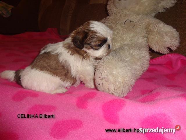 Szczenięta Shih Tzu Głogów