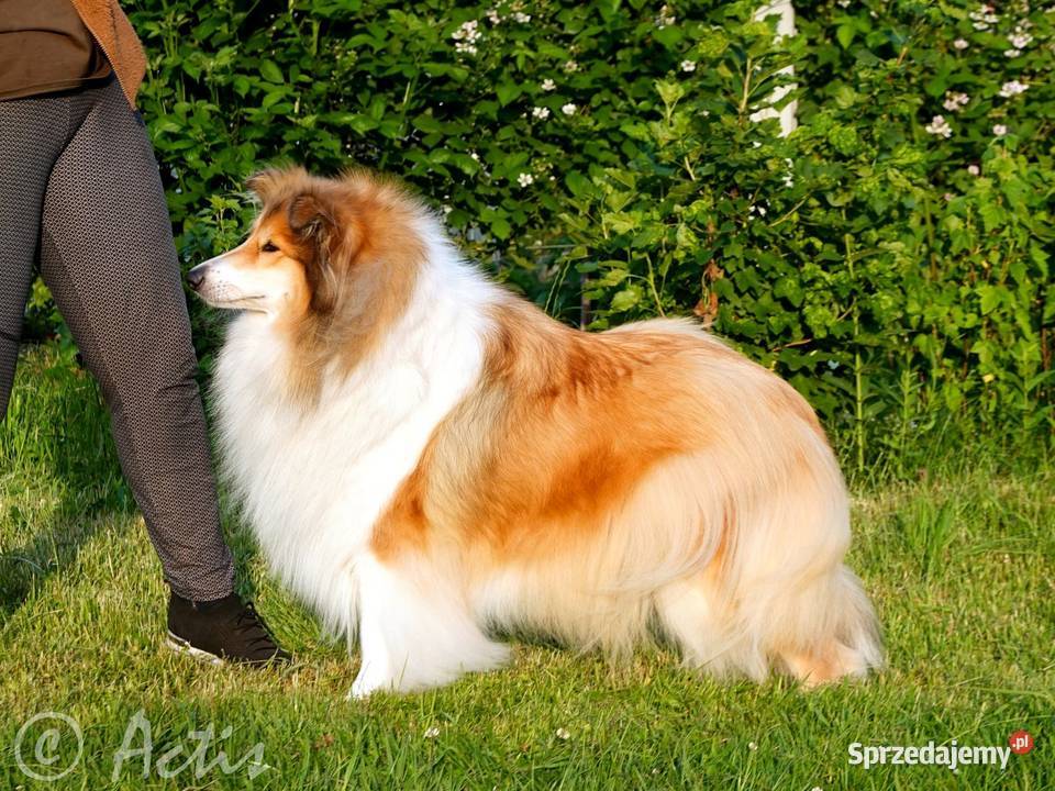 COLLIE Owczarek Szkocki długowłosy szczeniaki Janów