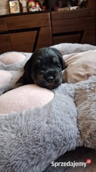 Sznaucer miniaturowy Słupca