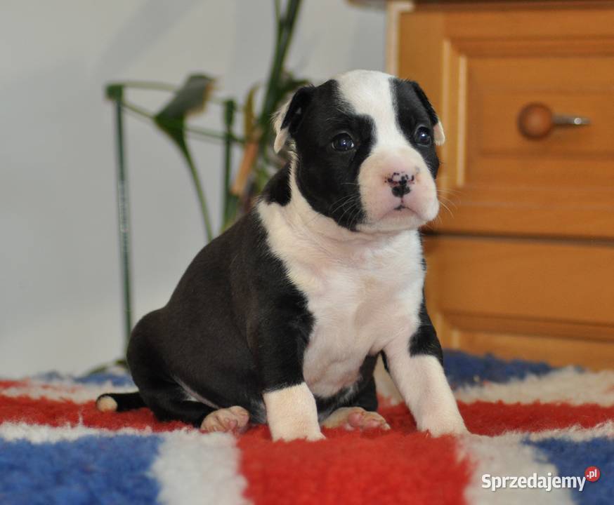 Amstaff zkwp FCI przepiękne suczki Koziegłowy