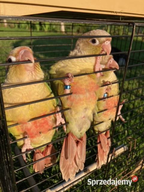 Rudosterki pinaple zielone czerwone pary lęgowe Szaflary