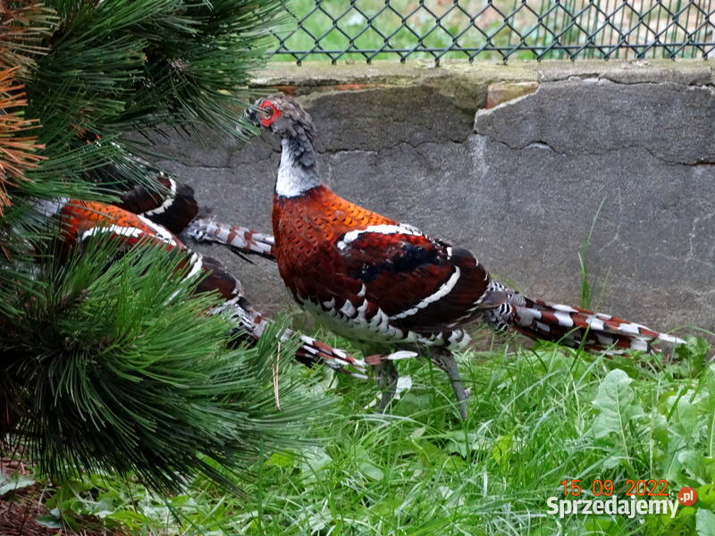 Sprzedam Bażanty Kasztanowe Bażant z 2022r Samce Ptaki wielkopolskie Gostyń sprzedam