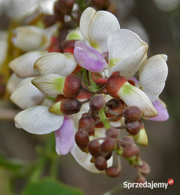 GARDENIA JAŚMINOWATA Pongamia pinnata NASIONA kujawsko-pomorskie Lubanie