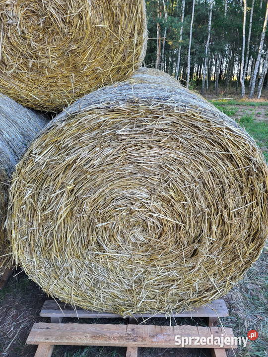 Słoma w balotach 120x120 Przyrów