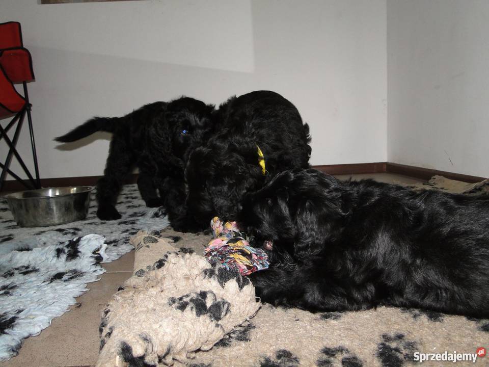 Czarny Terier Rosyjski szczenięta z rodowodem Opole sprzedam