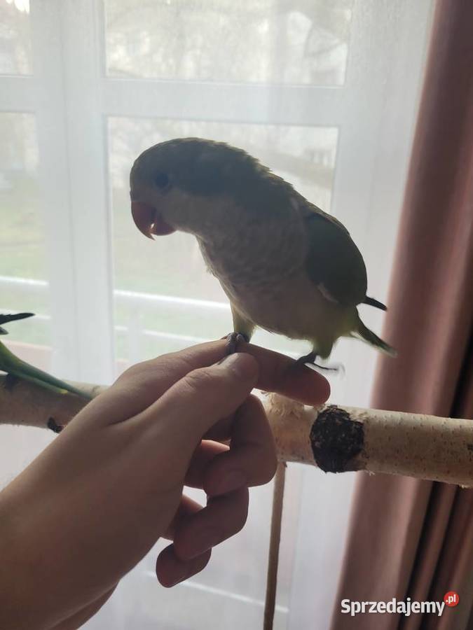 Mnicha nizinna ręcznie karmiona samiczka z DNA Jelenia Góra